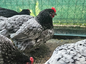 Gaini ouatoare tinere Australorp - imagine 4