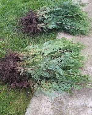 Tundem buruieni lăstăriș defrișări ierbicidăm săpăm  - imagine 4