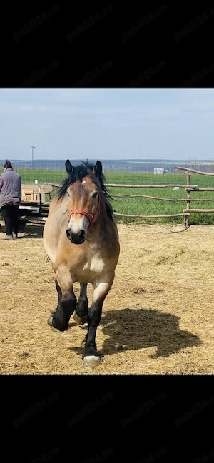 Vând mânză de 2 ani  - imagine 4