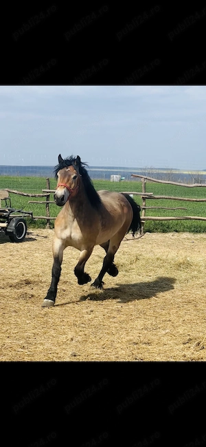 Vând mânză de 2 ani 