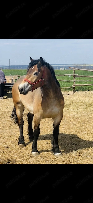 Vând mânză de 2 ani  - imagine 2