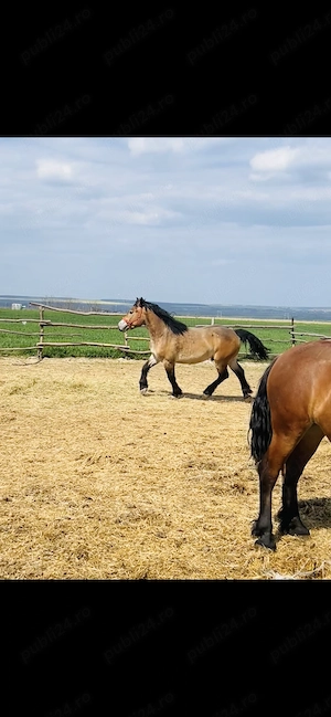 Vând mânză de 2 ani  - imagine 5