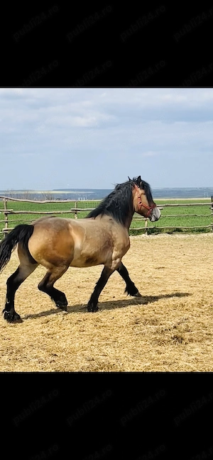 Vând mânză de 2 ani  - imagine 3