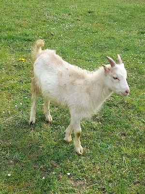  Vând 2 iezi (țăpișori) - imagine 2