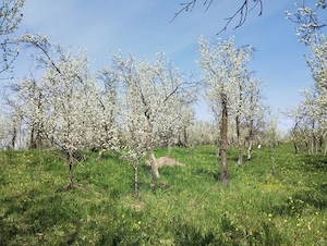 TEREN INTRAVILAN 1400 mp cu cabană și livadă, în Gârbova de Sus (Aiud), zonă liniștită, lângă pârâu - imagine 6