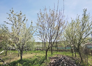 TEREN INTRAVILAN 1400 mp cu cabană și livadă, în Gârbova de Sus (Aiud), zonă liniștită, lângă pârâu - imagine 10