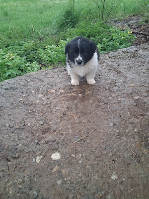 Donez pui de câine femelă și mascul - imagine 2