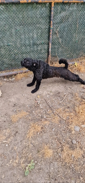 Catelusa de intors - imagine 3