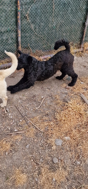 Catelusa de intors - imagine 4