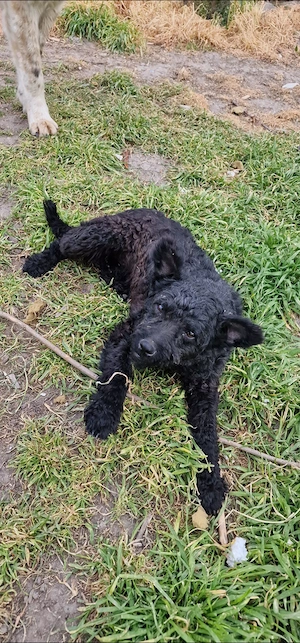 Catelusa de intors - imagine 2