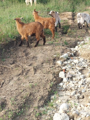 de vânzare  - imagine 4