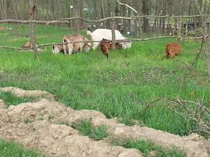 de vânzare  - imagine 2