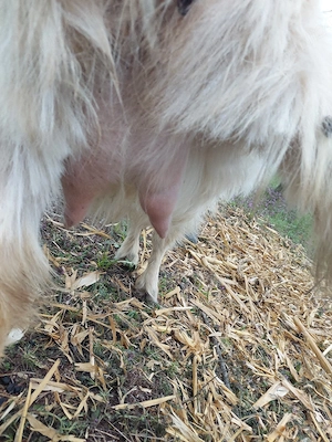 de vânzare  - imagine 3