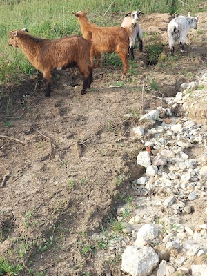 de vânzare  - imagine 5