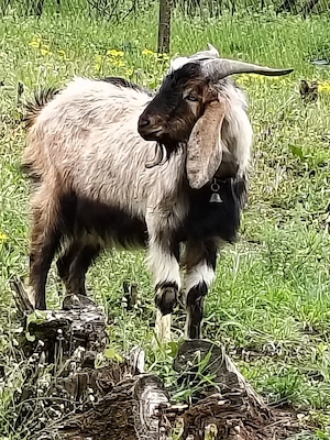 Vând țap Anglonubian 