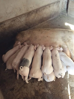 De vanzare purcei de 6 saptamani 