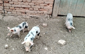 Vând trei purcei - imagine 2