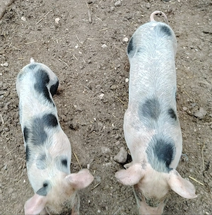 Vând trei purcei - imagine 4