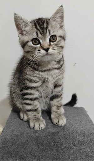 Pui British Shorthair Silver Tabby - Sibiu