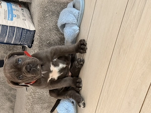 Vand Cane Corso Blue, femela 