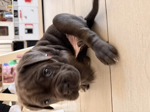 Vand Cane Corso Blue, femela  - imagine 3