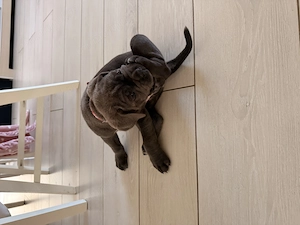 Vand Cane Corso Blue, femela  - imagine 2