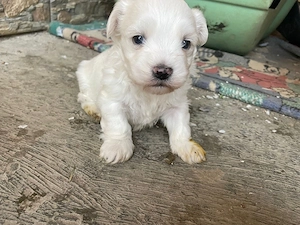 disponibil o fetita bichon toymalteze - imagine 3