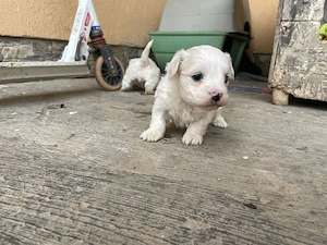 disponibil o fetita bichon toymalteze - imagine 4