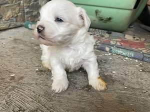 disponibil o fetita bichon toymalteze - imagine 2
