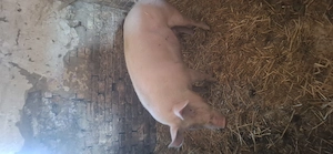 Disponibil porc - imagine 2