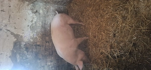 Disponibil porc - imagine 3