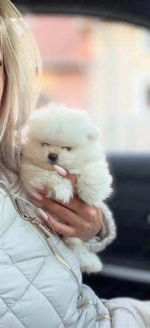 pomeranian boo ,superb disponibil  pentru  rezervare.