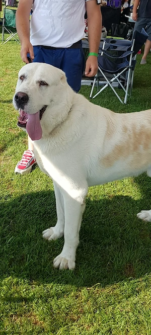 Ciobănesc de asia centrală 