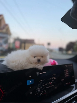  Disponibil Pomeranian Boo, exemplar superb !