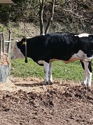 vând 2 vitele de 10 luni  - imagine 2