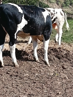 vând 2 vitele de 10 luni  - imagine 3