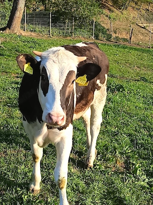 vând 2 vitele de 10 luni  - imagine 5