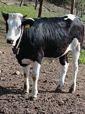 vând 2 vitele de 10 luni  - imagine 4