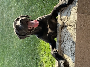 Donez metis Cane corso - imagine 3