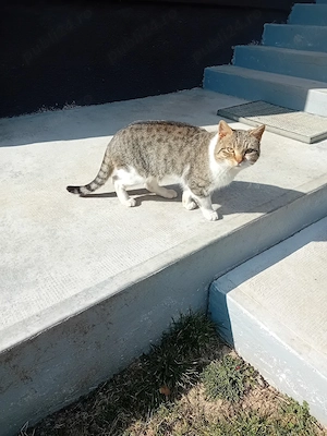 Donez un motan - imagine 2