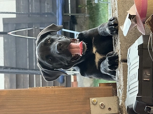 Donez metis Cane corso - imagine 2