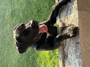 Donez metis Cane corso - imagine 4