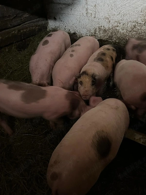 Purcei de vanzare de 8 săptămâni 