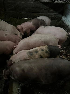 Purcei de vanzare de 8 săptămâni  - imagine 2