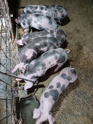 purcei pietrani de vânzare 