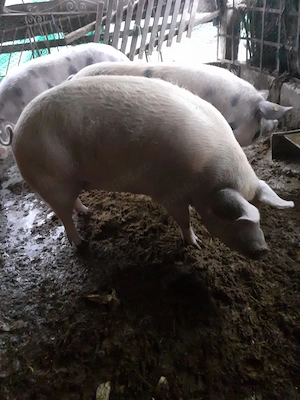 Porci de vanzare