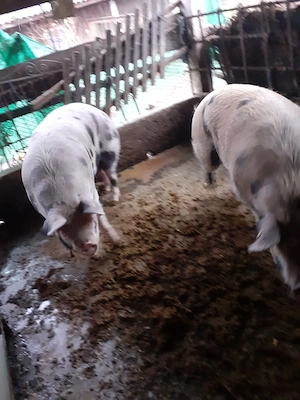 Porci de vanzare - imagine 3