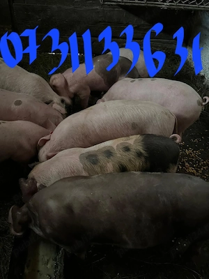 Purcei de vanzare de 8 săptămâni  - imagine 4