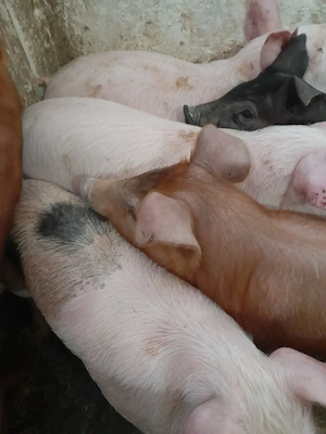 soldanei 3 luni jumate 380 lei - imagine 2