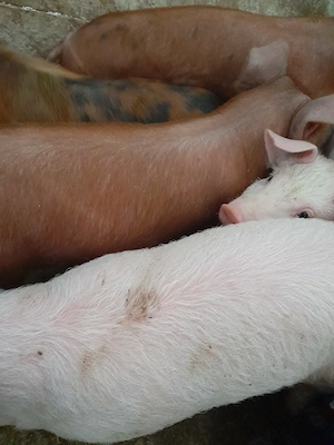 soldanei 3 luni jumate 380 lei - imagine 5